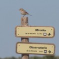 /album/photo-gallery-photogallery/signpost-on-laguna-de-fuente-de-piedra-jpg/